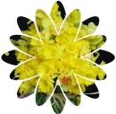 Daffodil Flower
