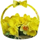 Daffodil Basket