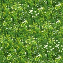 Chamomile field seamless background