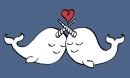Cute narwhals in love