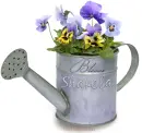 Shakela in bloom