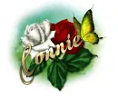 Connie-RednWhite Roses
