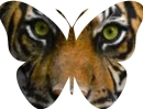 Tiger Butterfly