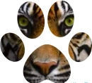 Tiger Paw