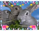 Cute rabbits
