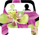 Flower'd Car