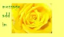 yellow rose
