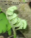 Walking in the forrest