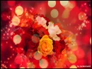 red rosa