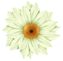 flor