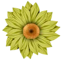 flor