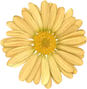 flor