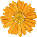 flor