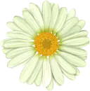 flor