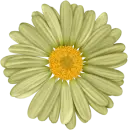 flor