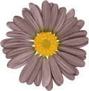 flor