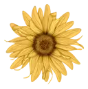 flor