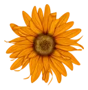 flor