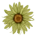 flor
