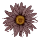 flor