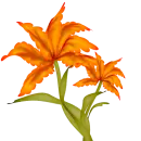 flor