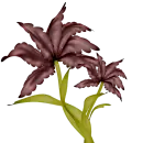 flor