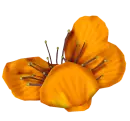 flor