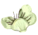 flor