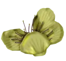flor