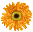 flor