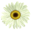 flor