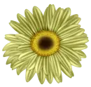 flor