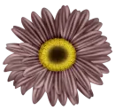 flor