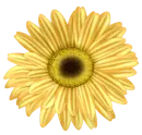 flor