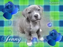 jenny