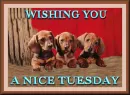 Wishing You A Nice Day