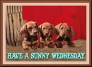 Have A Sunny Wednesday