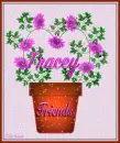 Tracey