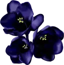 flor