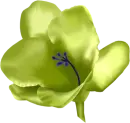 flor