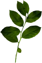 planta