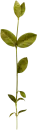 flor