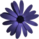 flor