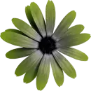 flor