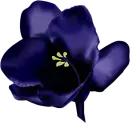 flor