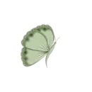 borboleta