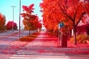 Red Trees
