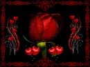 red rosa