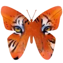 Tiger Butterfly