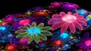 Colorful Flowers